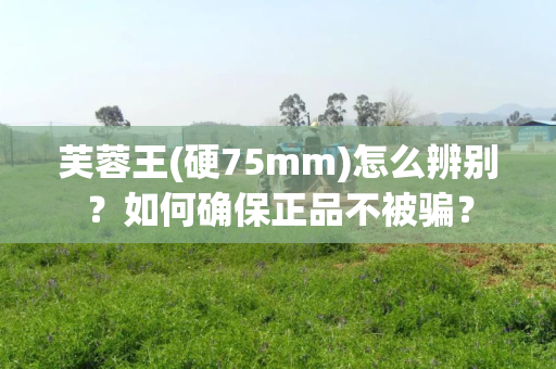 芙蓉王(硬75mm)怎么辨别？如何确保正品不被骗？
